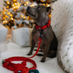 PamlskovníkKolekce Eros Lovely dog elegantní sametová kolekce