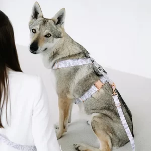 Postroj pro psy Kolekce Provence Lovely dog