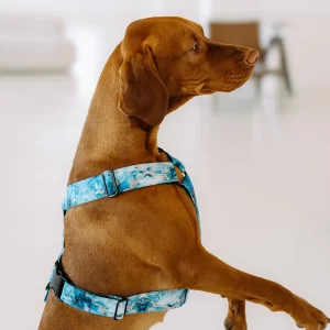 Postroj pro psa Kolekce Waves Lovely dog Funkční praktický postroj