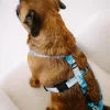 Postroj pro psa Kolekce Waves Lovely dog Funkční praktický postroj