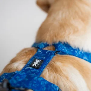 Kolekce Belle Fleur postroj pro psy Lovely dog