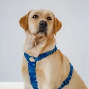 postroje pro psy Kolekce Belle Fleur Lovely dog