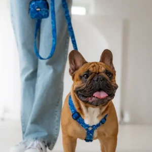 Kolekce Belle Fleur postroj pro psy Lovely dog