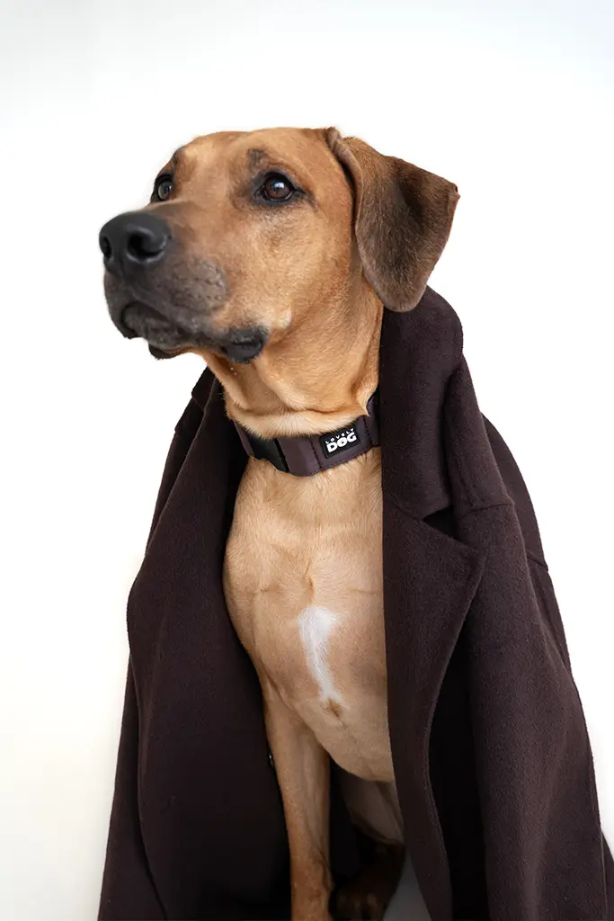 LovelyDog